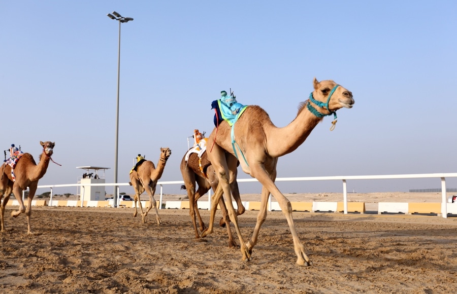 Camels in Dubai Desert