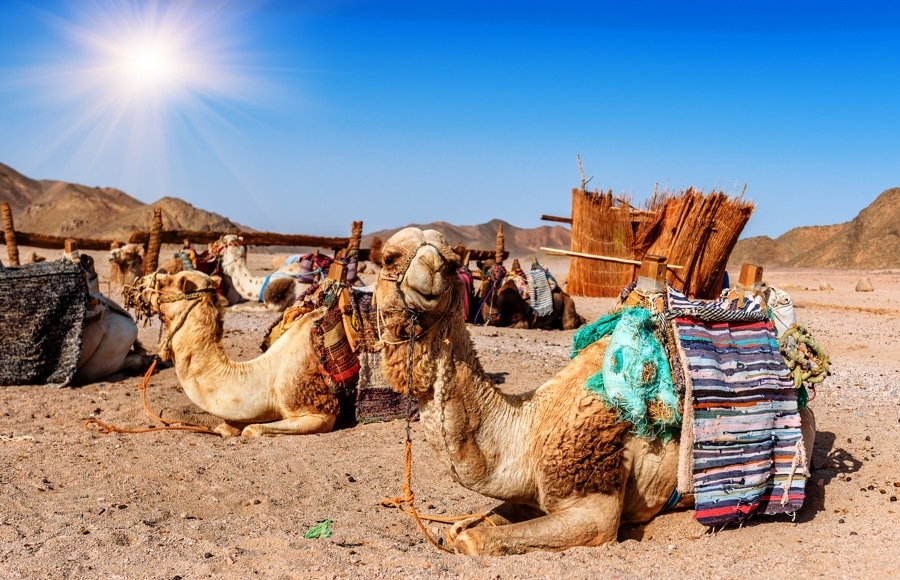 Dubai Desert