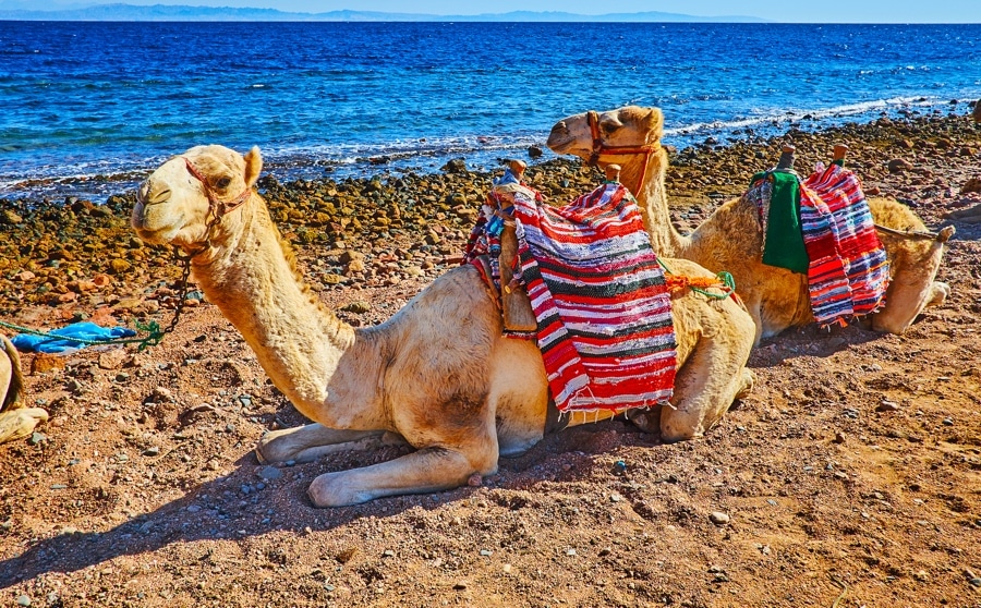 Dubai Marina Camel Ride